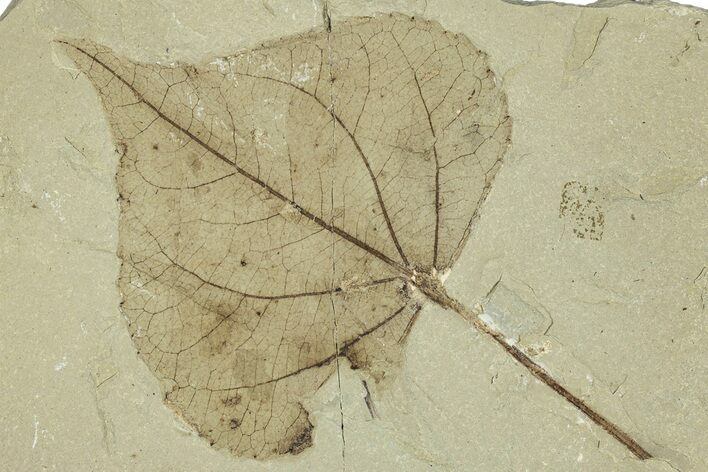 Detailed Fossil Leaf (Populus) - Green River Formation, Utah #323177